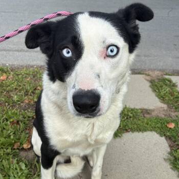 Winnie -  Border Collie Dog for Adoption in San Luis Obispo, California - Winnie | PetCurious