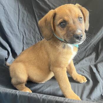 Johnny -  Mixed Breed Dog for Adoption in Canal Winchester, Ohio - Johnny | PetCurious