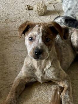 Australian Cattle Dog Blue Heeler Dogs Available for Adoption - Cinch | PetCurious