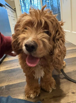 Rescue Cocker Spaniel Dogs for Adoption in Toronto, Ontario - Lilly | PetCurious