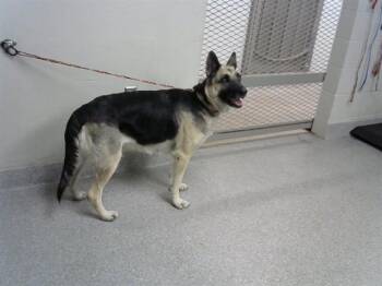 German Shepherd Dog and Mixed Breed Dogs Available for Adoption - GRETEL | PetCurious