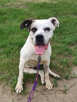 Dharma -  Mixed Breed Dog for Adoption in Kansas City, Missouri - Dharma | PetCurious