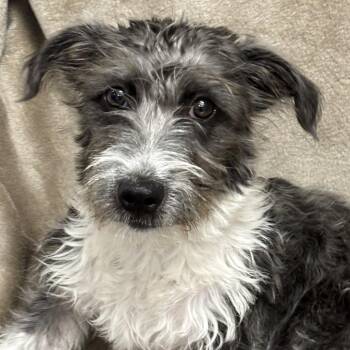 Dora -  Mixed Breed Dog for Adoption in Medford, Oregon - Dora | PetCurious