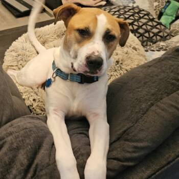 Rescue American Bulldog and Pit Bull Terrier Dogs for Adoption in Mooresville, Indiana - GARY All American | PetCurious