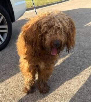 REX -  Poodle Dog for Adoption in Dallas, Texas - REX | PetCurious