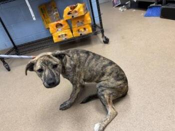 Tada -  Mixed Breed Dog for Adoption in Chamblee, Georgia - Tada | PetCurious