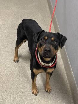 LEXFORD -  Rottweiler and Mixed Breed Dog for Adoption in Las Vegas, Nevada - LEXFORD | PetCurious