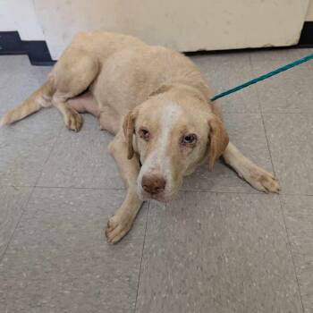 Rescue Labrador Retriever Dogs for Adoption in Bastrop, Texas - Bagel 25-05-192 | PetCurious