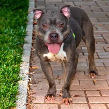 ALLEGRA -  Pit Bull Terrier Dog for Adoption in St. Louis, Missouri - ALLEGRA | PetCurious