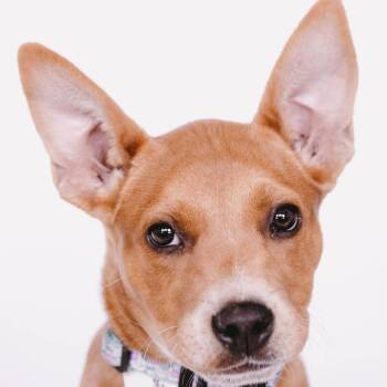 Jack Russell Terrier and Australian Cattle Dog Blue Heeler Dogs Available for Adoption - Rosie *Arrivng 5/16* D11125 | PetCurious