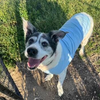 Bandit -  Australian Cattle Dog Blue Heeler and Mixed Breed Dog for Adoption in Monticello, Iowa - Bandit | PetCurious