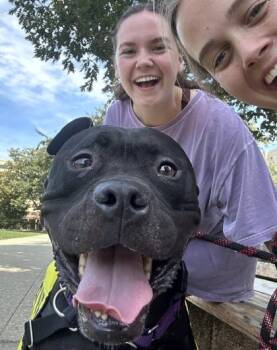 Sherlock -  Boxer and Mixed Breed Dog for Adoption - Sherlock | PetCurious