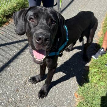 Onyx -  Great Dane Dog for Adoption - Onyx | PetCurious