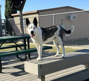 Rescue Pit Bull Terrier and Husky Dogs for Adoption in Sunnyvale, Texas - Slate | PetCurious