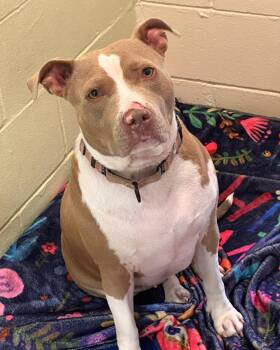 Rescue Pit Bull Terrier Dogs for Adoption in Bridgewater, New Jersey - Abbie | PetCurious