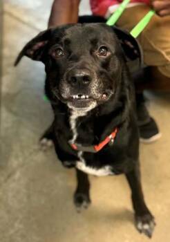 Loki -  Labrador Retriever and Border Collie Dog for Adoption in Bowling Green, Kentucky - Loki | PetCurious