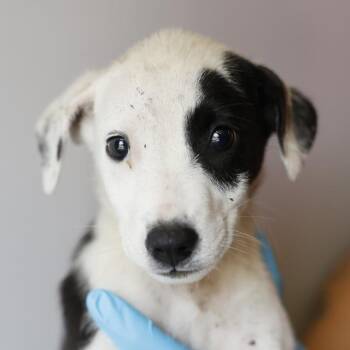 JUICY -  Labrador Retriever Dog for Adoption in San Antonio, Texas - JUICY | PetCurious