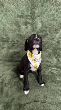 Beagle Dogs Available for Adoption in Knoxville, Tennessee - Blake | PetCurious