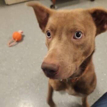 Leslie -  Mixed Breed Dog for Adoption - Leslie | PetCurious