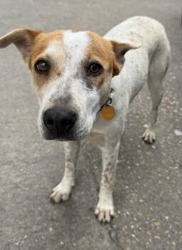Rescue Cattle Dog Dogs for Adoption in Troy, Alabama - Maddy | PetCurious