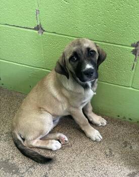 Anatolian Shepherd Dogs Available for Adoption in Fort Payne, Alabama - Rosalina | PetCurious