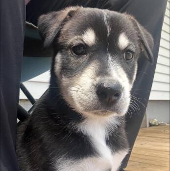 Mia -  Husky and Labrador Retriever Dog for Adoption in Alexander, Arkansas - Mia | PetCurious