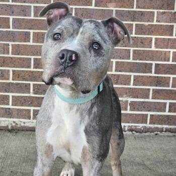 Rescue American Bully Dogs for Adoption in Waterloo, Iowa - Amira | PetCurious