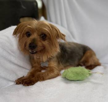 Wilma -  Yorkshire Terrier Dog Available for Adoption in Sandy Springs, Georgia - Wilma | PetCurious
