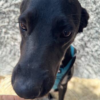 Rescue Black Labrador Retriever Dogs for Adoption in San Diego, California - Peter | PetCurious