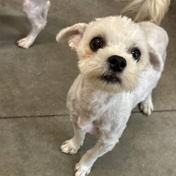 Mixed Breed Dogs Available for Adoption in Matteson, Illinois - Moondust | PetCurious