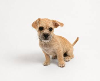 Cash -  Mixed Breed Dog Available for Adoption in Mesa, Arizona - Cash | PetCurious