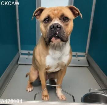 A478134 -  Staffordshire Bull Terrier Dog for Adoption in Oklahoma City, Oklahoma - A478134 | PetCurious