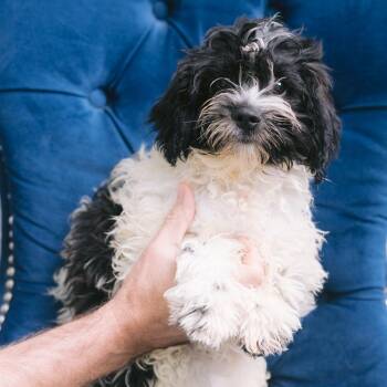 Taurus -  Shih Tzu and Bichon Frise Dog for Adoption in Zionsville, Indiana - Taurus | PetCurious