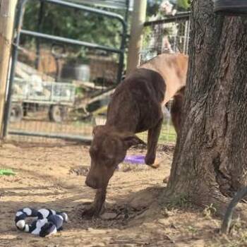 Tiana -  Mountain Cur and Mixed Breed Dog for Adoption in Dover, Arkansas - Tiana | PetCurious