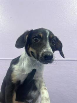 61246391 -  Mixed Breed Dog for Adoption in El Paso, Texas - 61246391 | PetCurious