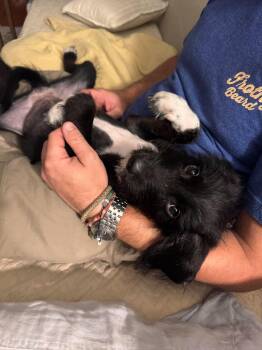 Mulan -  Mixed Breed Dog for Adoption in Mount Pleasant, South Carolina - Mulan | PetCurious