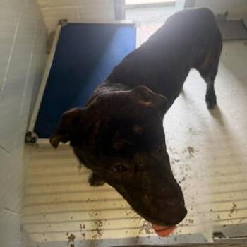 Spike 26-09-145 -  Pit Bull Terrier Dog for Adoption in Bastrop, Texas - Spike 26-09-145 | PetCurious