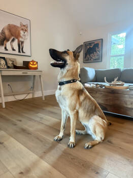 Rescue German Shepherd Dog Dogs for Adoption in Pleasant Hill, California - Heidi | PetCurious