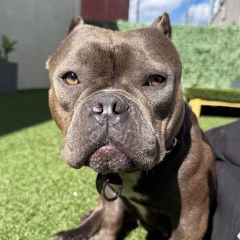 Pit Bull Terrier and English Bulldog Dogs Available for Adoption in Los Angeles, California - Roux | PetCurious
