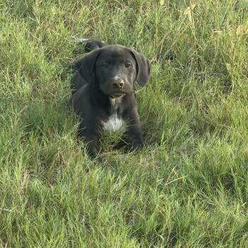 Alan -  Black Labrador Retriever and Australian Cattle Dog Blue Heeler Dog for Adoption - Alan | PetCurious