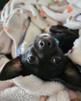 Chihuahua Dogs Available for Adoption - Rufus *multiple Apps | PetCurious