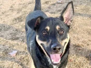 Rescue Mixed Breed Dogs for Adoption in Georgetown, Texas - Kerr | PetCurious