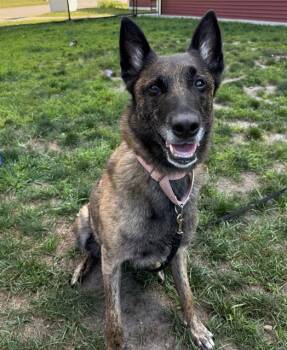 DESDAMONA -  Dutch Shepherd Dog for Adoption in Methuen, Massachusetts - DESDAMONA | PetCurious