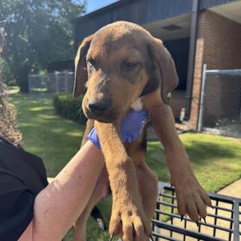 Henry -  Terrier Dog for Adoption in Birmingham, Alabama - Henry | PetCurious