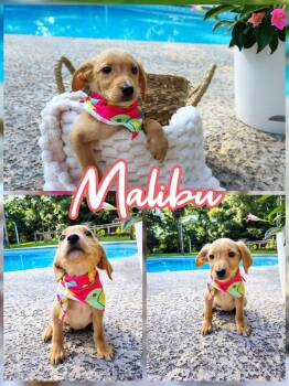 Malibu -  Labradoodle Dog for Adoption in Melbourne, Florida - Malibu | PetCurious