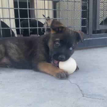 Mixed Breed and Shepherd Dogs Available for Adoption in Austin, Texas - Ravioli | PetCurious