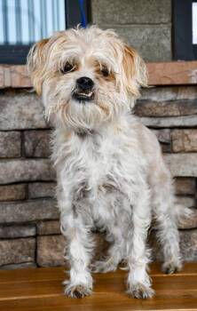 Shih Tzu and Terrier Dogs Available for Adoption in Yakima, Washington - Scamp | PetCurious