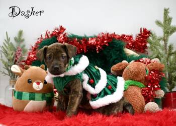 Rescue Terrier and Plott Hound Dogs for Adoption in Sevierville, Tennessee - Dasher | PetCurious