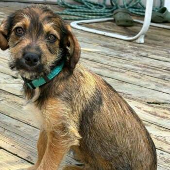 Sally -  Mixed Breed Dog for Adoption in West Olive, Michigan - Sally | PetCurious
