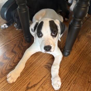 ALPHARETTA - Rick -  Hound and Mixed Breed Dog for Adoption in Blairsville, Georgia - ALPHARETTA - Rick | PetCurious